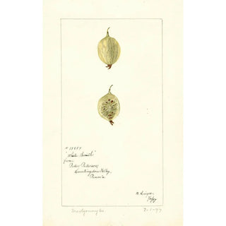 Bertha Heiges - Ribes White Smith.webp