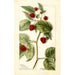 Rubus Cuthbert - Bertha Heiges — vista dell’opera
