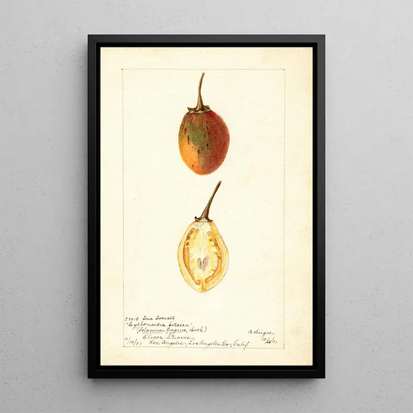 Riproduzione del dipinto Solanum betaceum - Bertha Heiges