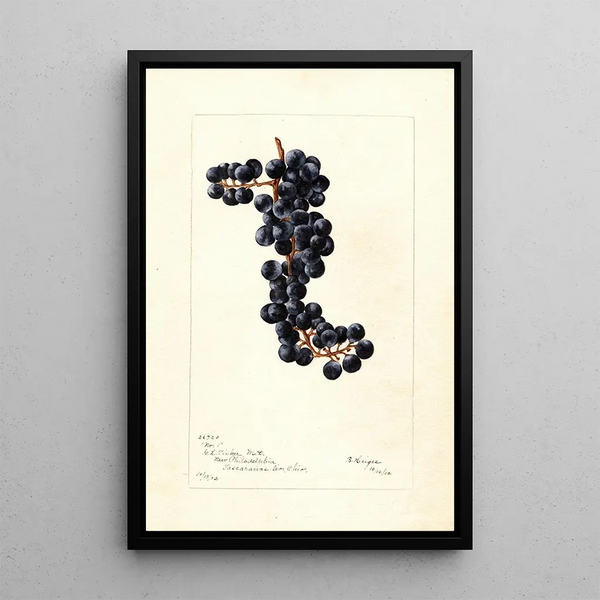 Riproduzione del dipinto Vitis No - Bertha Heiges