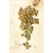 Vitis Palomino - Bertha Heiges — vista dell’opera