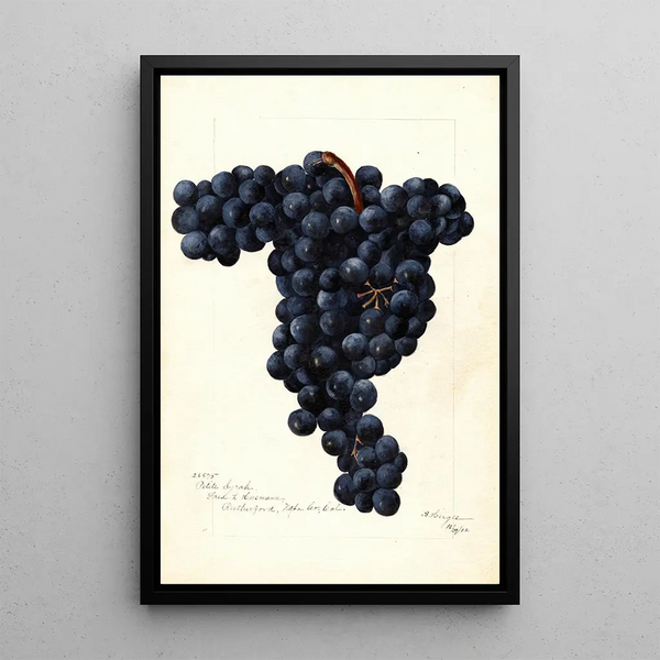 Vitis Petite Syrah - Bertha Heiges — quadro incorniciato alla parete