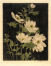 Anemoni - Bertha Jaques — vista dell’opera