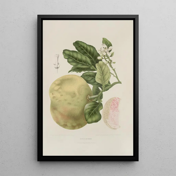 Fiori, frutta e fogliame scelti dall'isola di Giava Pl03 - Berthe Hoola van Nooten — quadro incorniciato alla parete