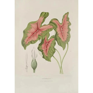 Berthe Hoola van Nooten - Fleurs fruits et feuillages choisis de lille de Java Pl09.webp