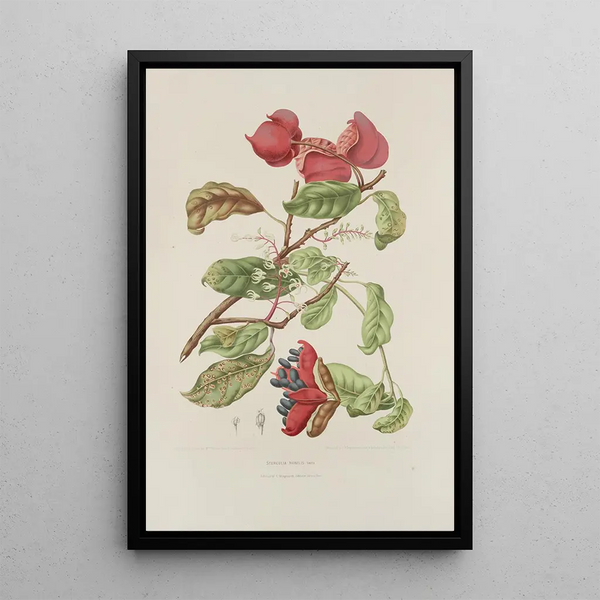 Riproduzione del dipinto Fiori, frutta e fogliame scelti dall'isola di Giava Pl11 - Berthe Hoola van Nooten