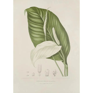 Berthe Hoola van Nooten - Fleurs fruits et feuillages choisis de lille de Java Pl14.webp
