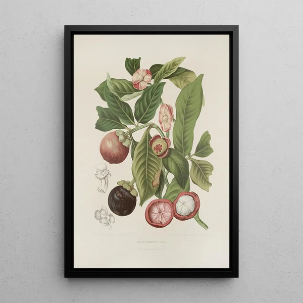 Riproduzione del dipinto Fiori, frutta e fogliame scelti dall'isola di Giava Pl16 - Berthe Hoola van Nooten