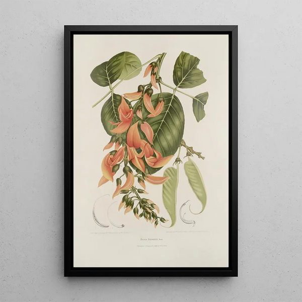 Riproduzione del dipinto Fiori, frutta e fogliame scelti dall'isola di Giava Pl18 - Berthe Hoola van Nooten