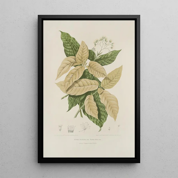 Riproduzione del dipinto Fiori, frutta e fogliame scelti dall'isola di Giava Pl21 - Berthe Hoola van Nooten