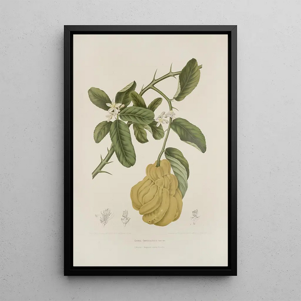 Riproduzione del dipinto Fiori, frutta e fogliame scelti dall'isola di Giava Pl23 - Berthe Hoola van Nooten