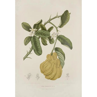 Berthe Hoola van Nooten - Fleurs fruits et feuillages choisis de lille de Java Pl23.webp