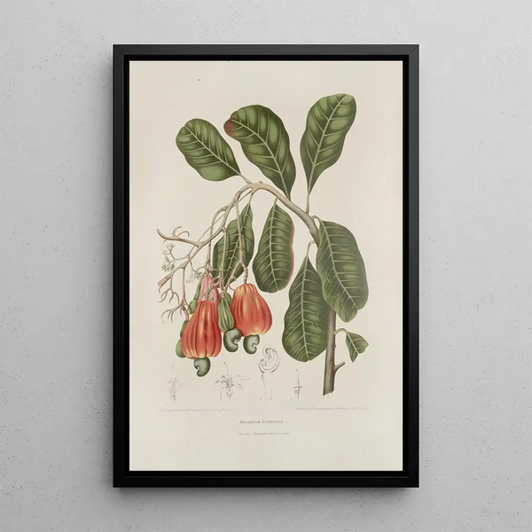 Fiori, frutta e fogliame scelti dall'isola di Giava Pl27 - Berthe Hoola van Nooten — quadro incorniciato alla parete