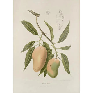 Berthe Hoola van Nooten - Fleurs fruits et feuillages choisis de lille de Java Pl31.webp