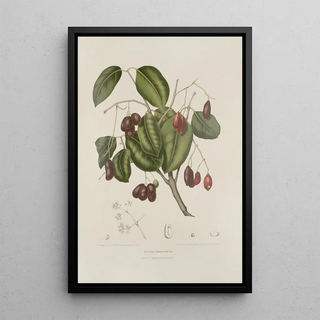 Berthe Hoola van Nooten - Fleurs fruits et feuillages choisis de lille de Java Pl32.webp