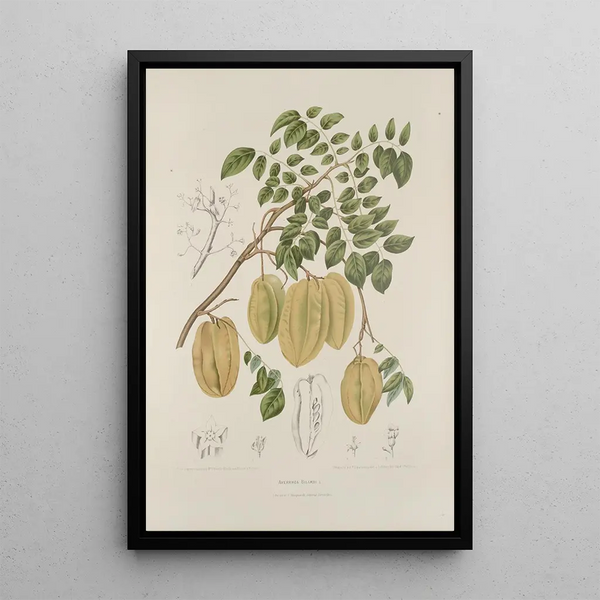 Fiori, frutta e fogliame scelti dall'isola di Giava Pl36 - Berthe Hoola van Nooten — quadro incorniciato alla parete
