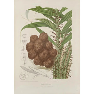 Berthe Hoola van Nooten - Fleurs fruits et feuillages choisis de lille de Java Pl38.webp