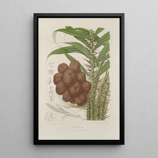Berthe Hoola van Nooten - Fleurs fruits et feuillages choisis de lille de Java Pl38.webp