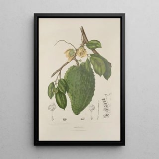 Berthe Hoola van Nooten - Fleurs fruits et feuillages choisis de lille de Java Pl39.webp
