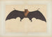 Una grande pipistrello indiano o volpe volante Pteropus giganteus - Bhawani Das — vista dell’opera