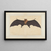 Una grande pipistrello indiano o volpe volante Pteropus giganteus - Bhawani Das — quadro incorniciato alla parete