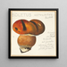 Boletus ustulatus Paulet 3 - Hans Walty — quadro incorniciato alla parete