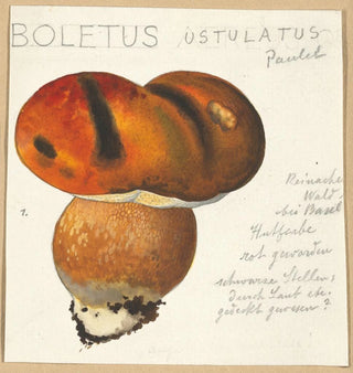 Boletus ustulatus Paulet 3 - Hans Walty