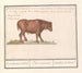 Bovin brasiliano Bos taurus bresilaensen os Ezel Taurasinus taurane del Brasile - Anselmus Botius de Boodt — vista dell’opera