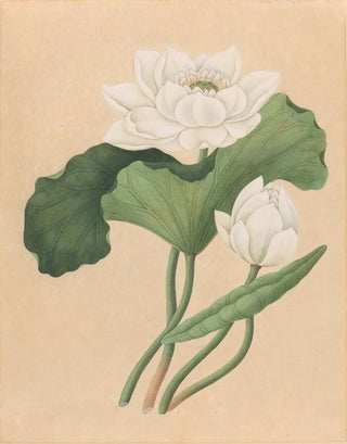 British 19th Century - East Indian Lotus Nelumbo nucifera.webp
