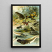 Bombinator pachypus Bombinator bombinus Alytes obst Pelobates fuscus - Bruno Drigen — quadro incorniciato alla parete