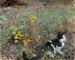 Chat in un prato fiorito - Bruno Liljefors — vista dell’opera
