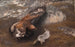 Aigle et lièvre - Bruno Liljefors — vista dell’opera