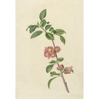 CJ Kruimel - Bloeiende tak Japanse kers.webp