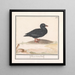 Anatra nera Melanitta nigra - Anselmus Botius de Boodt — quadro incorniciato alla parete
