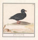 Anatra nera Melanitta nigra - Anselmus Botius de Boodt — vista dell’opera