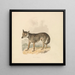 Canis Lupus ou Loup gris - Samuel Howitt — quadro incorniciato alla parete