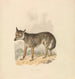 Canis Lupus ou Loup gris - Samuel Howitt — vista dell’opera