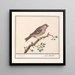 Carduelis flammea - Anselmus Botius de Boodt — quadro incorniciato alla parete