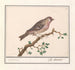 Carduelis flammea - Anselmus Botius de Boodt — vista dell’opera