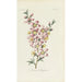 Fiori di mandorlo - Carington Bowles — vista dell’opera