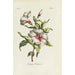 Althaea frutex - Carington Bowles — vista dell’opera