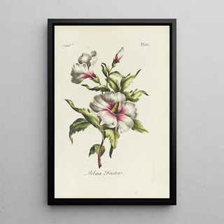 Carington Bowles - Althaea frutex.webp