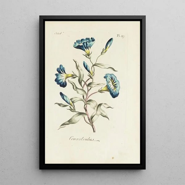 Carington Bowles - Convolvulus.webp