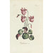 Cyclamen - Carington Bowles — vista dell’opera