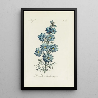Carington Bowles - Double Larkspur.webp