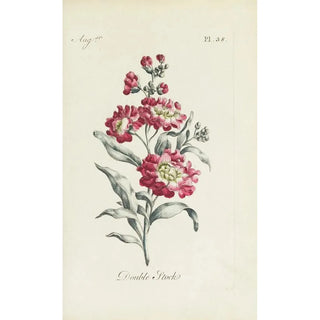 Carington Bowles - Double Stock.webp