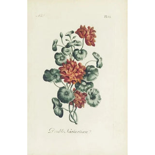 Carington Bowles - Double nasturtian.webp