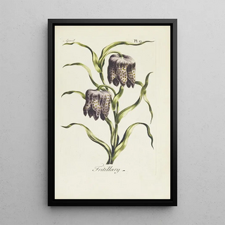 Carington Bowles - Fritillary.webp