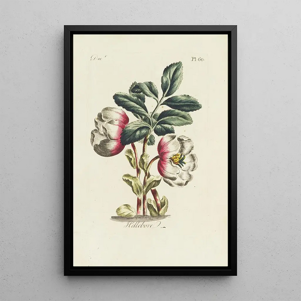Hellébore - Carington Bowles — quadro incorniciato alla parete