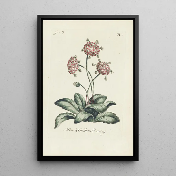 Marguerite pulcino e pulcino - Carington Bowles — quadro incorniciato alla parete